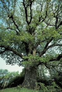 Naturpark Baum