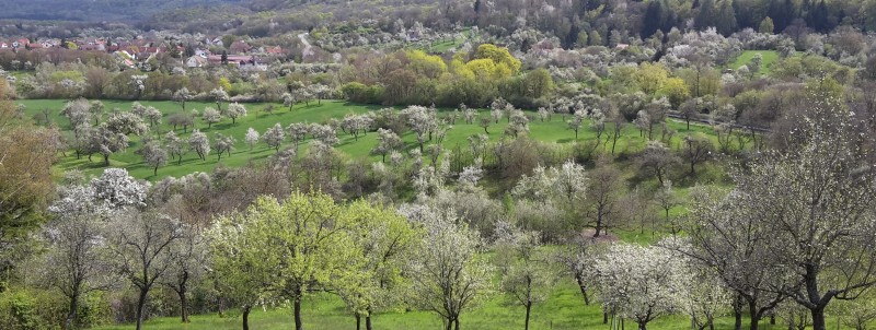 Streuobst Landschaft